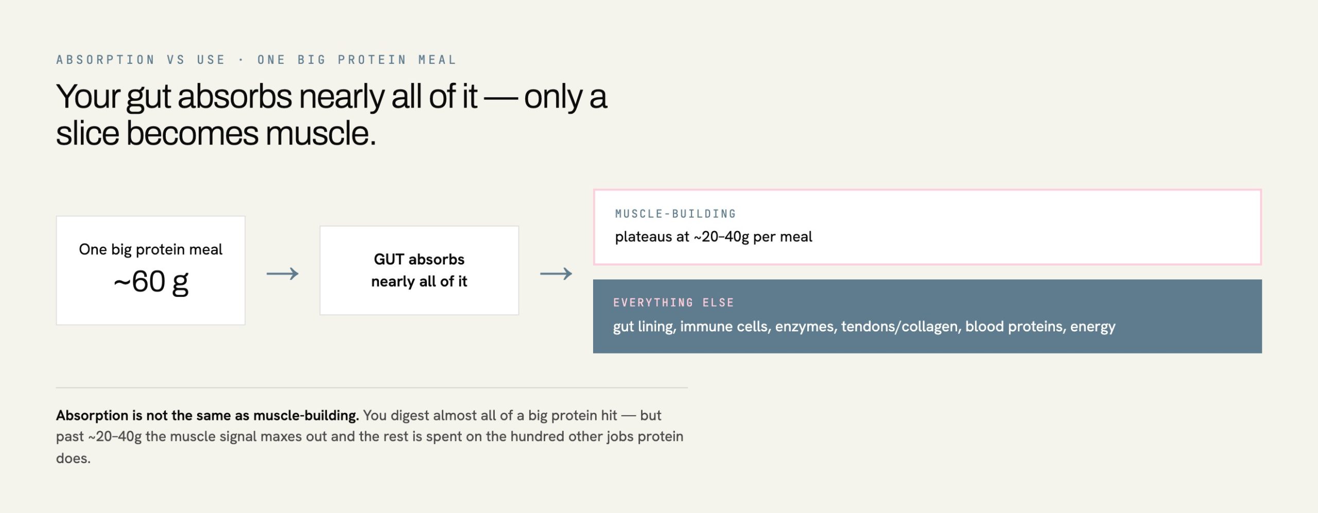 Diagram showing how much protein you absorb per meal versus how much goes to muscle building